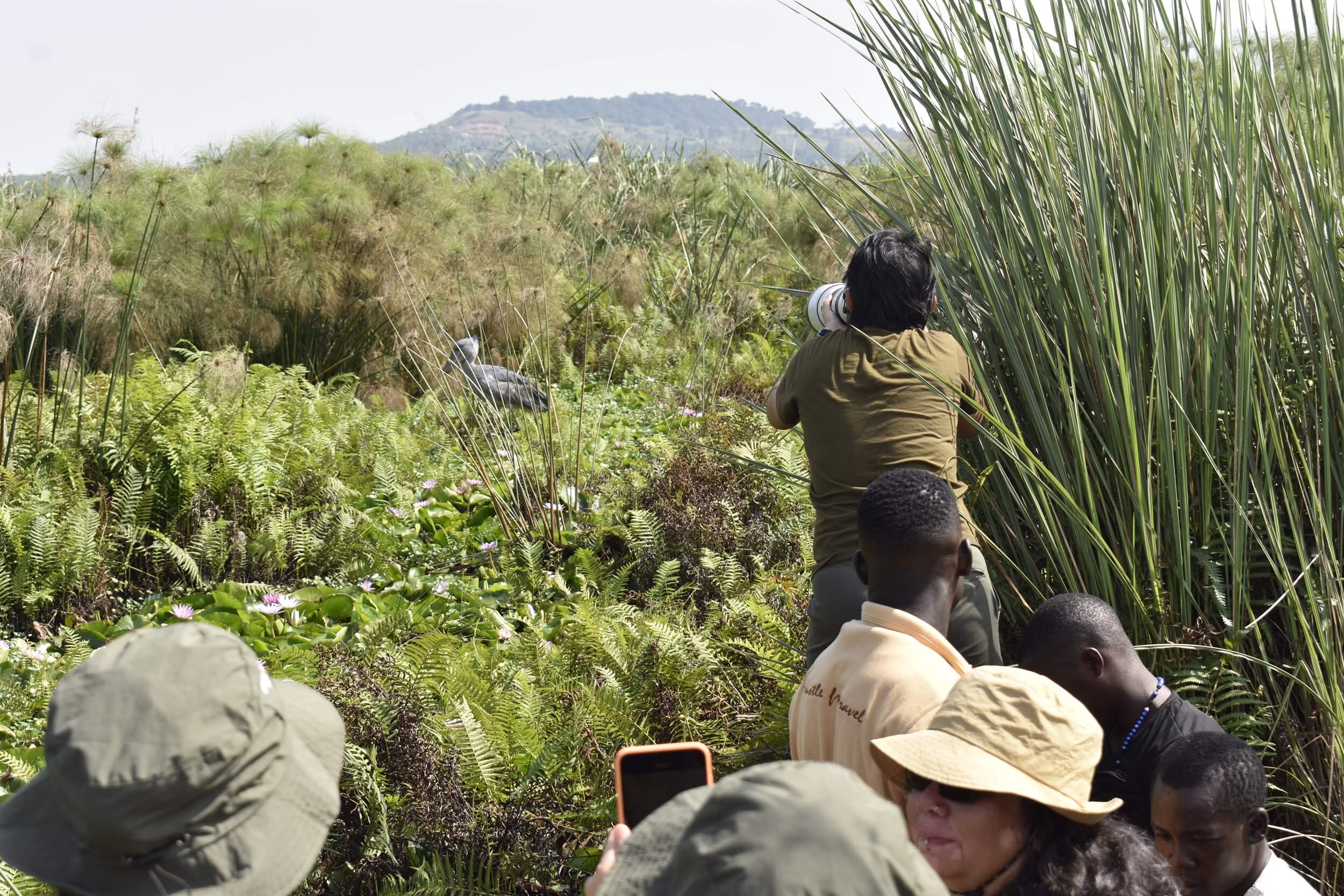 Mabamba-Swamp_Gazelle-Day-Tours